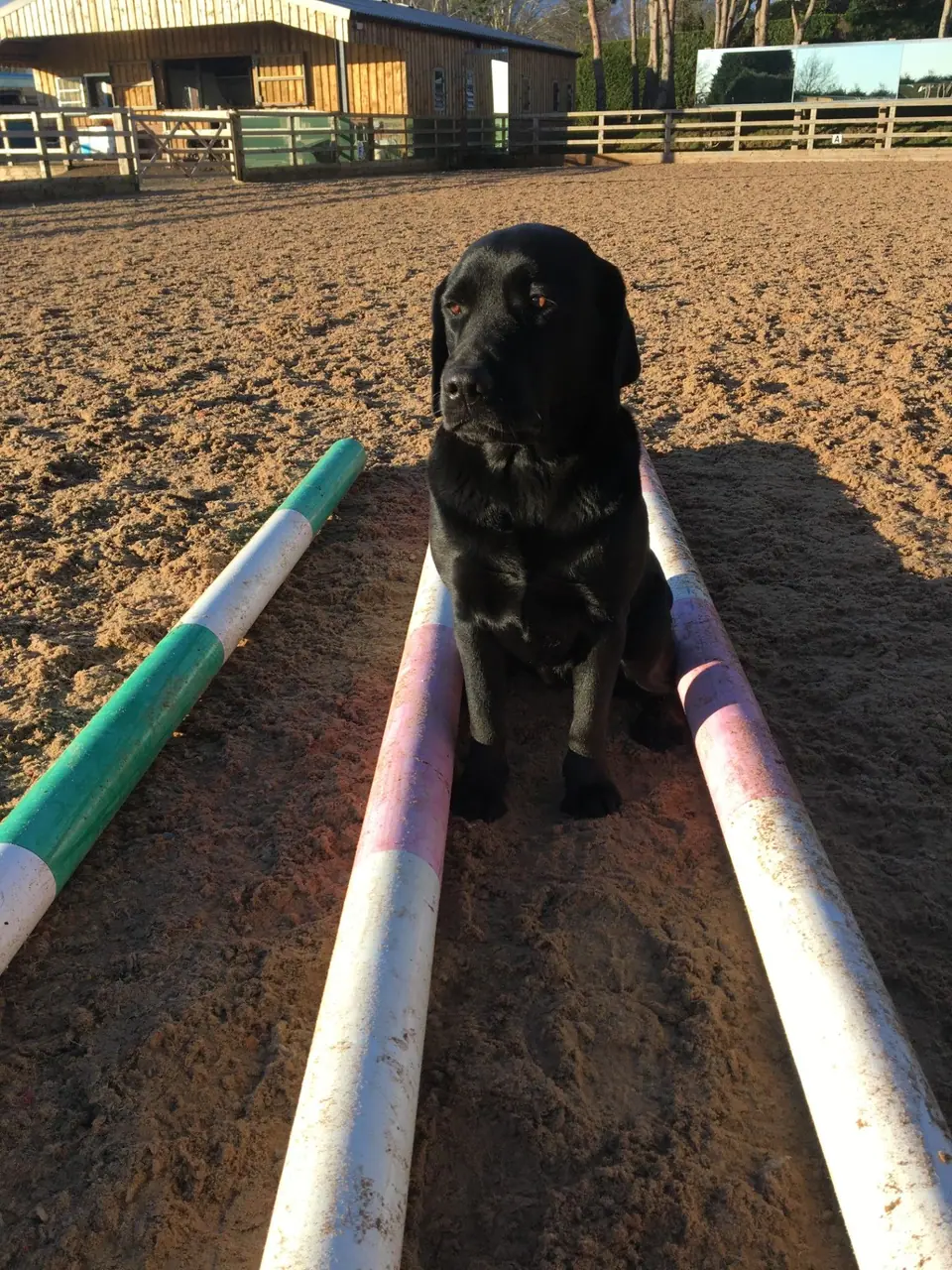 Billy, a black Labrador, sitting between raised trotting poles in an arena