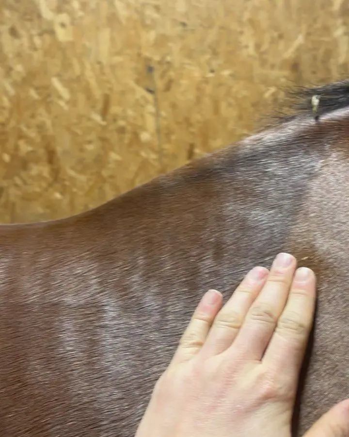 The same racehorse's back after treatment, softer and more even