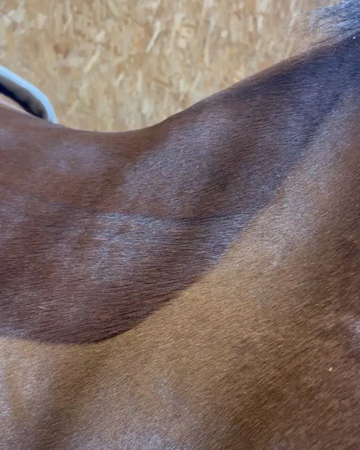 A racehorse's back before treatment