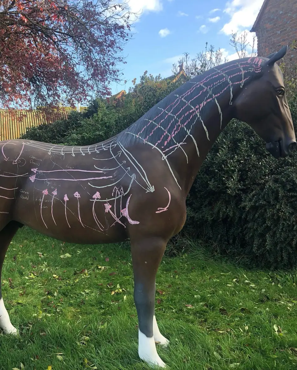 A life-size horse model with chalk anatomy lines from a CPD course