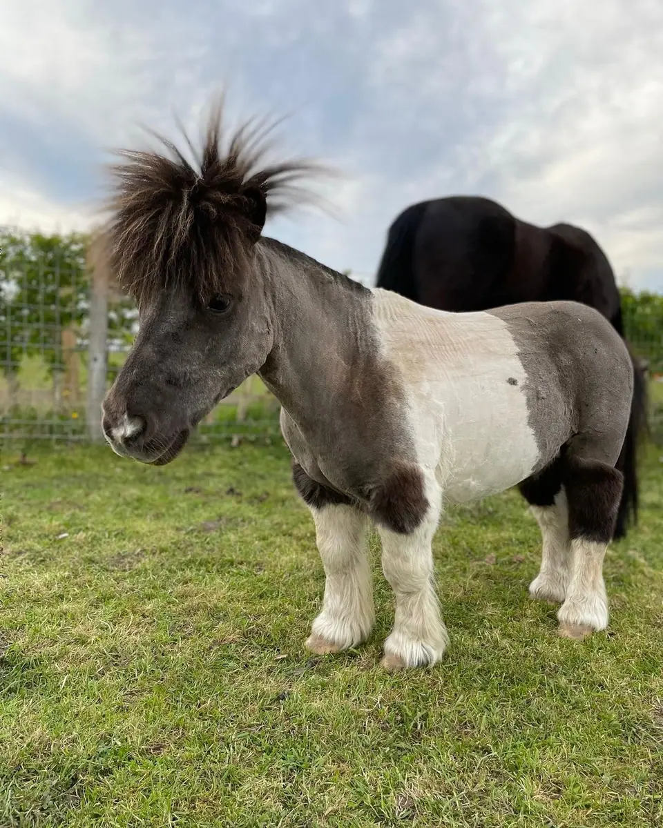 Eddie, a miniature Shetland with a wild mane