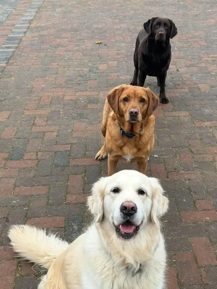 Instagram post: It’s International Dog Day! From senior pups rediscovering their bounce to working…