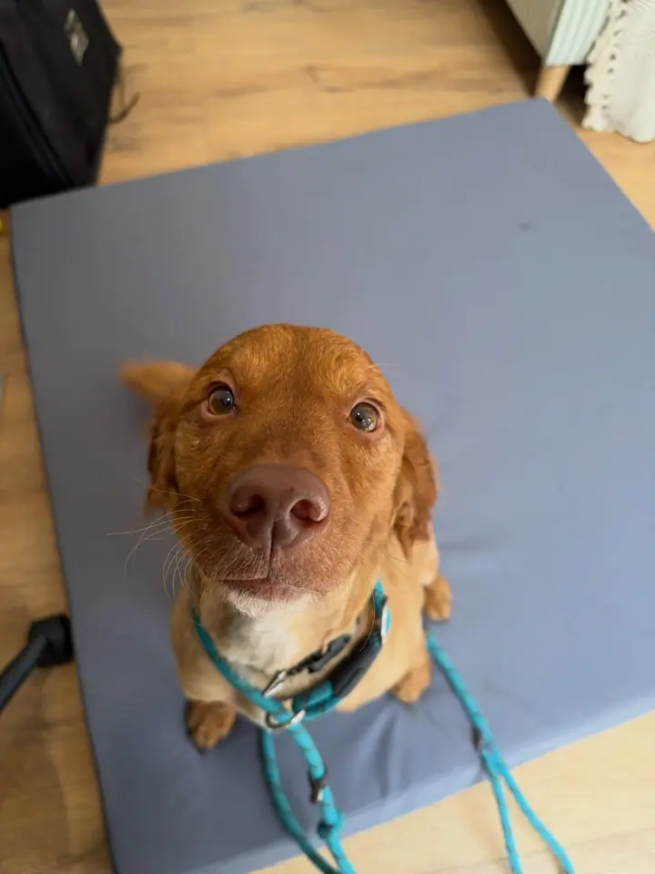 Instagram post: Waiting for his post treatment snack