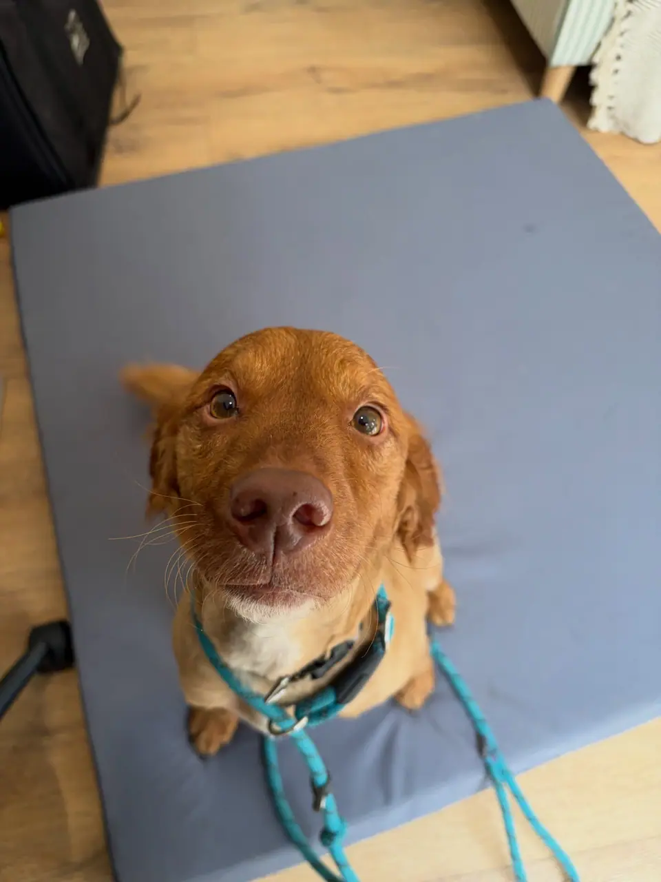 A fox red Labrador waiting on the clinic mat after treatment