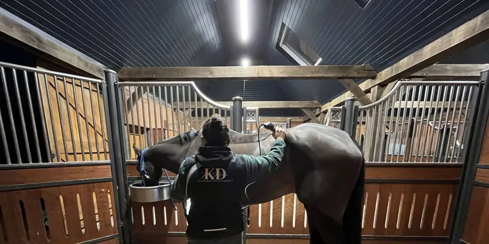 Kate from behind in her KD Veterinary Physiotherapy jacket, treating a dark horse in a stable