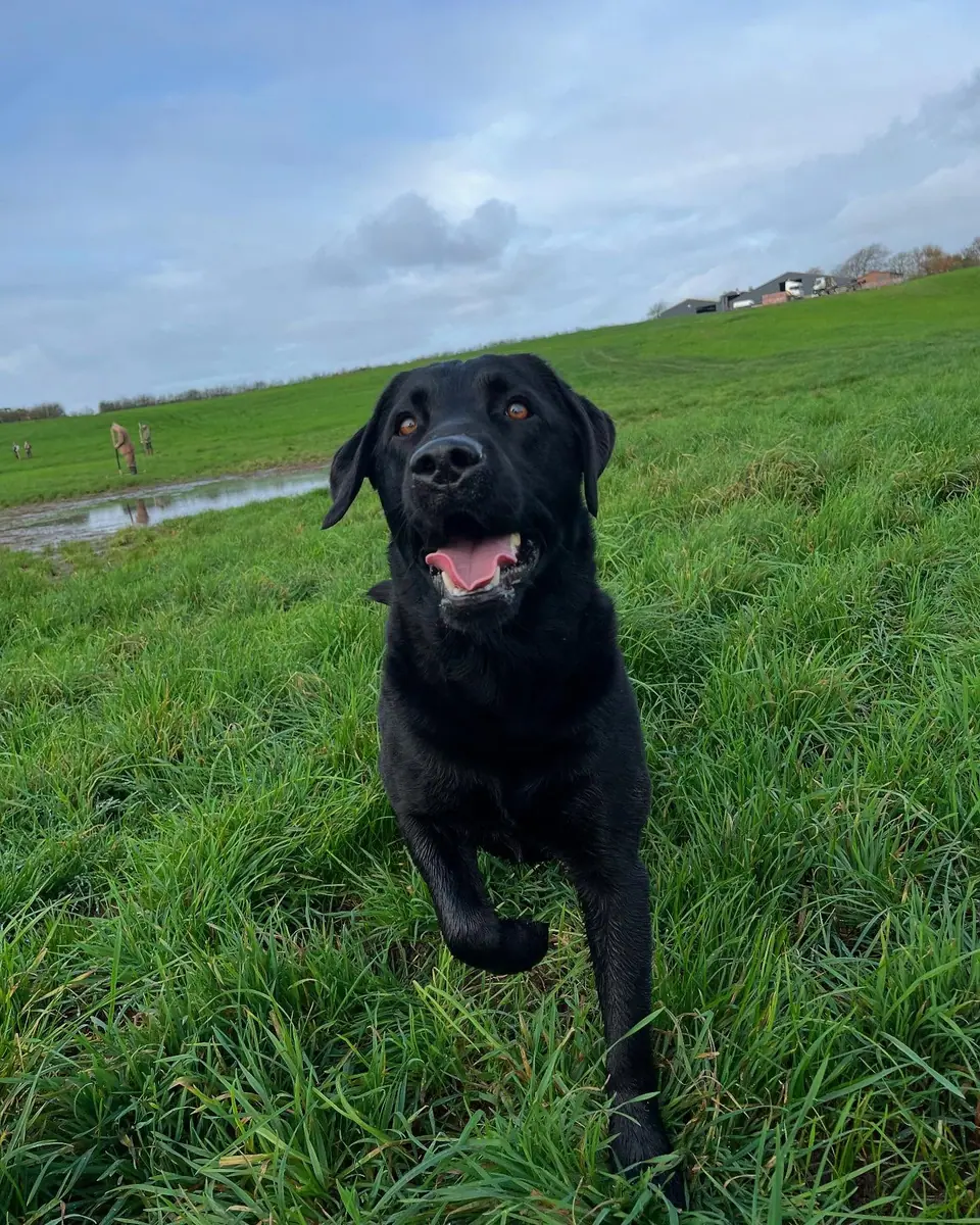 A black Labrador running through a green field