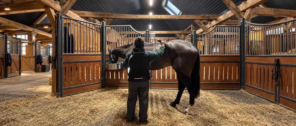 Kate, in her KD gilet, using the Class 4 laser on a dark bay horse in an American barn