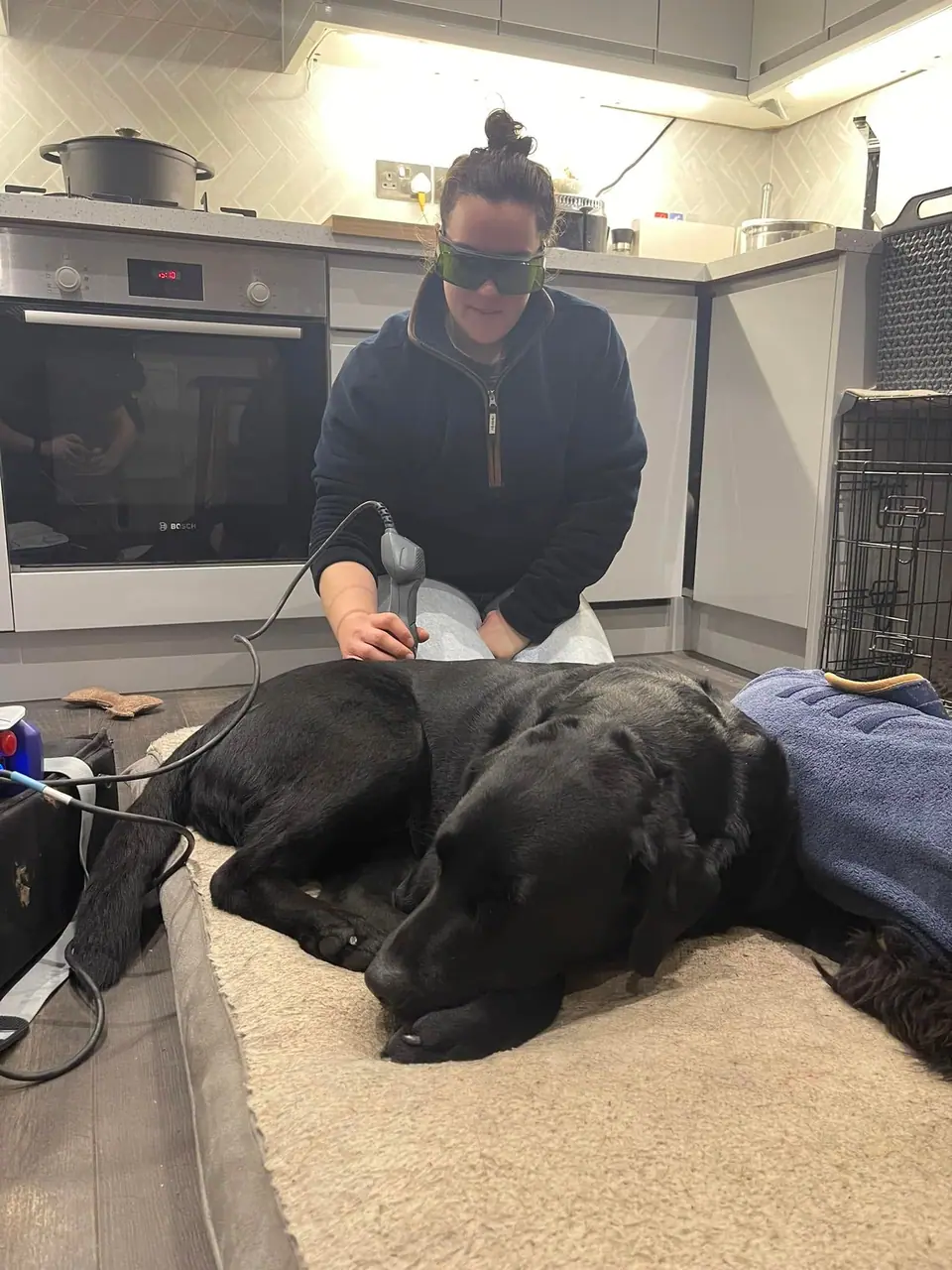 Kate in safety goggles giving laser therapy to a sleepy black Labrador at a home visit
