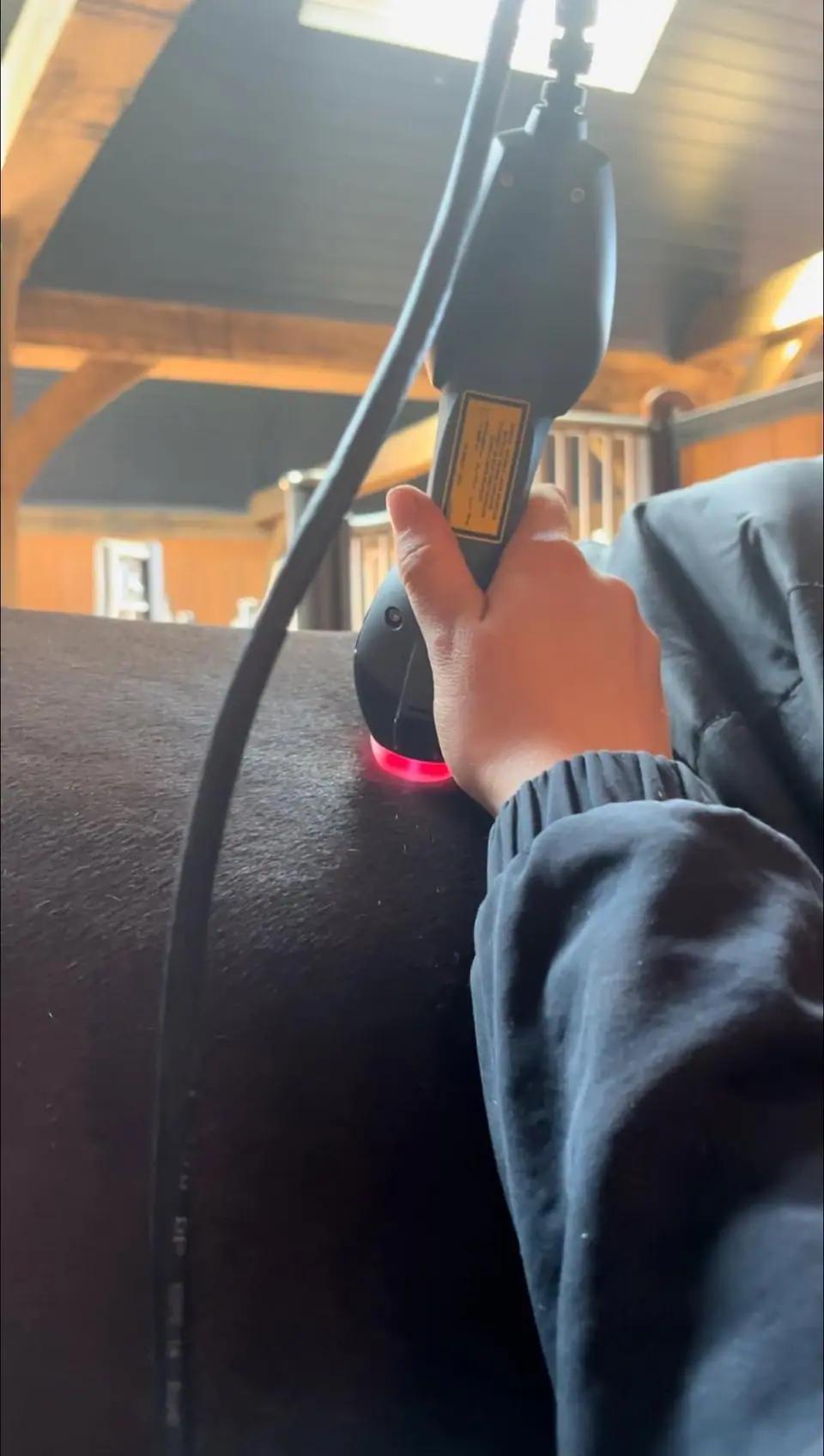Close-up of the Class 4 laser handpiece on a horse's coat