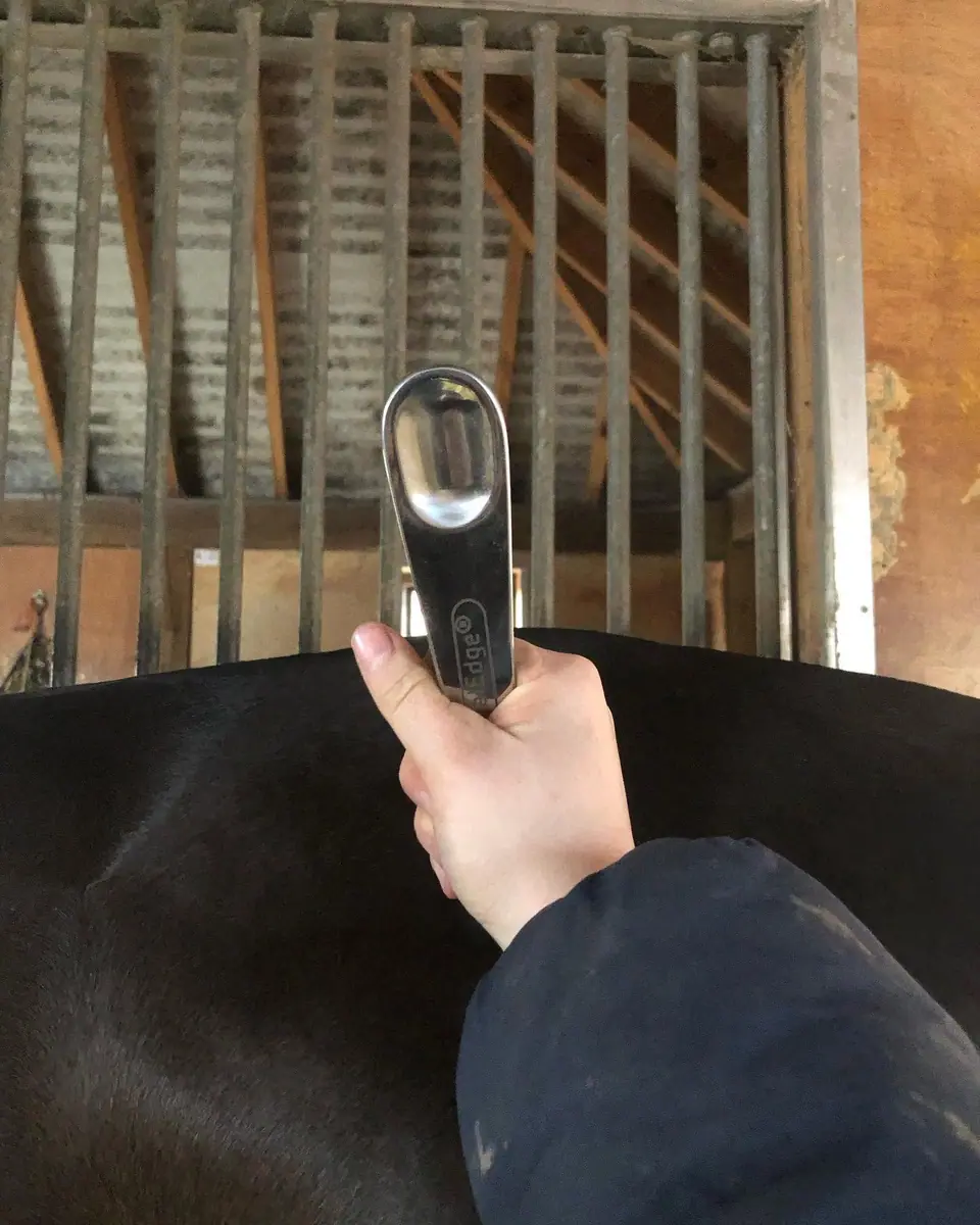 A myofascial edge tool working along a horse's back