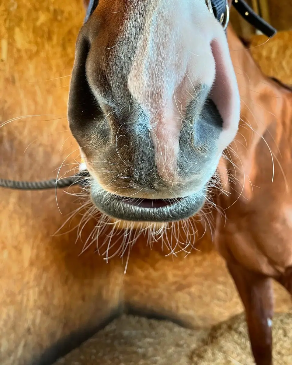 Pascal, a chestnut horse, with a soft droopy lip as he releases during treatment