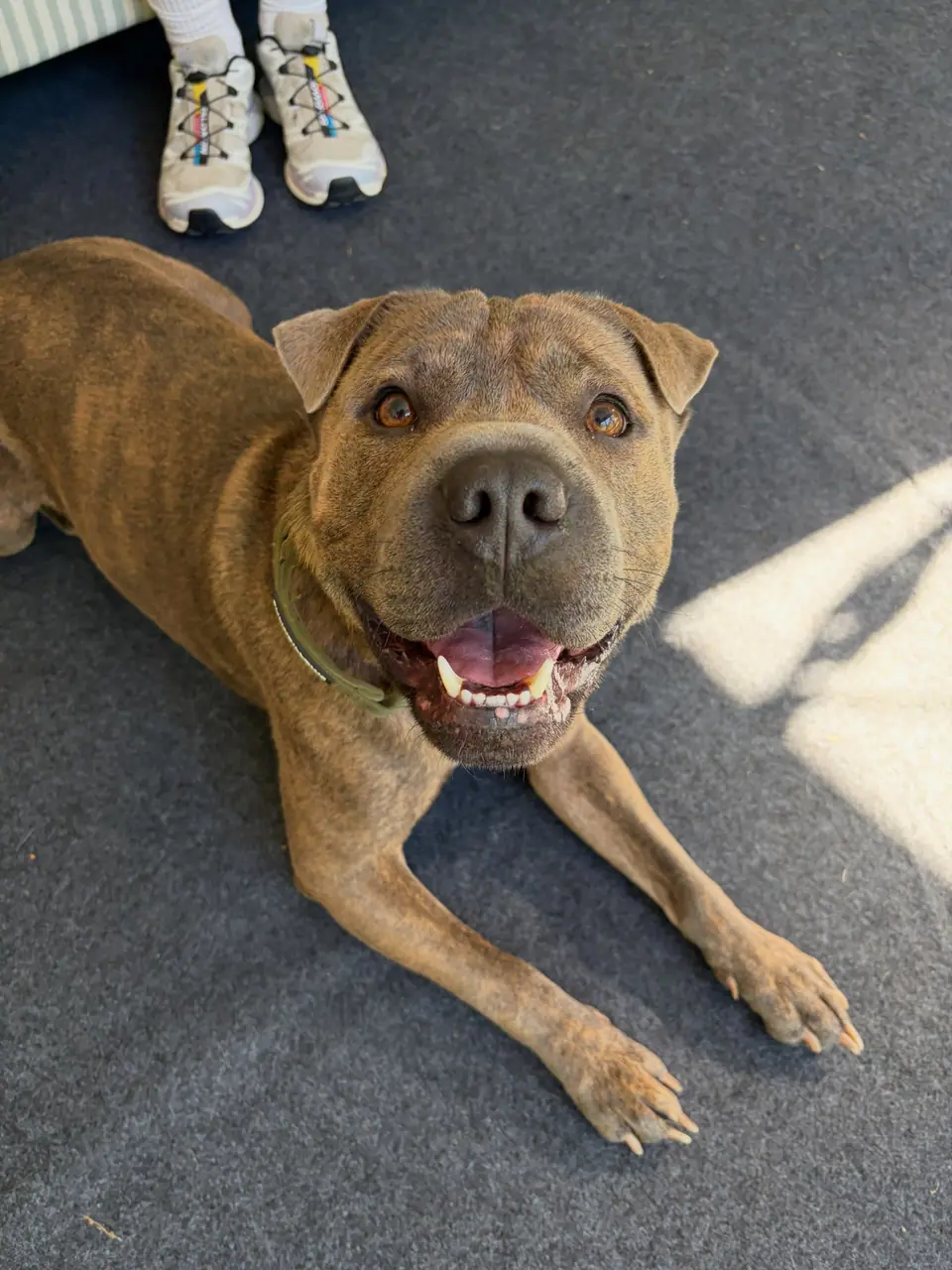 A happy brindle Shar-Pei cross on the clinic mat