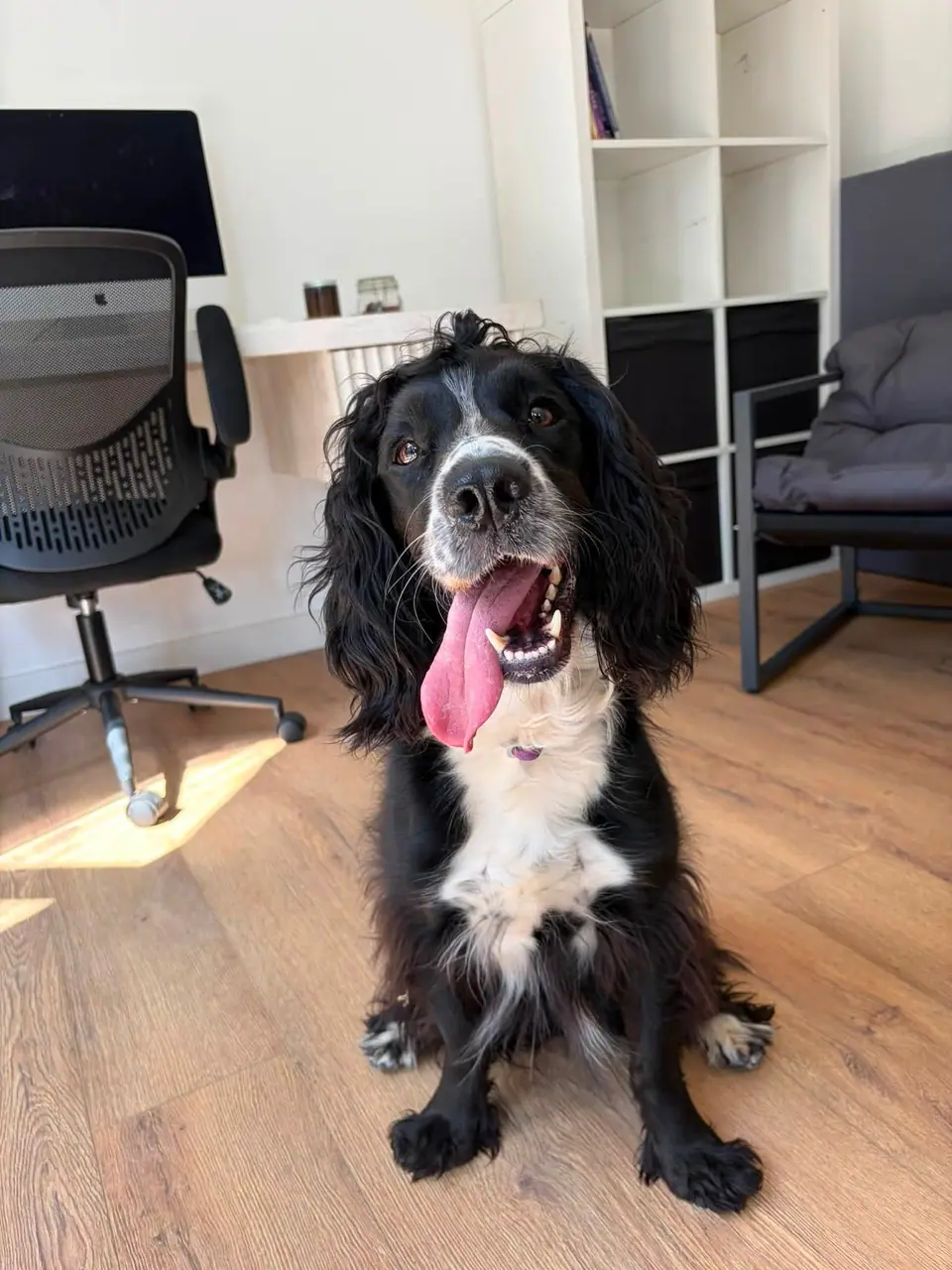 A black and white spaniel standing in the clinic