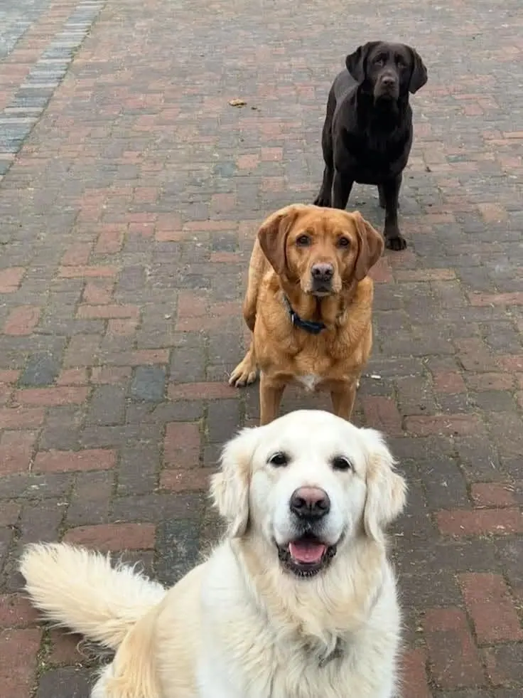 A golden retriever, a fox red Labrador and a black Labrador sitting together
