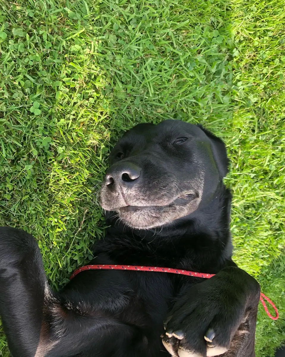 Wigeon, a working Labrador, lying blissfully on her back in the grass
